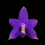 Phalaenopsis violacea indigo x sib