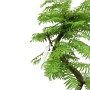 Metasequoia glyptostroboides - Kínai mamutfenyő 15S