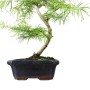 Pseudolarix amabilis - Aranyfenyő bonsai 02. - 20S