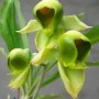 Catasetum viridiflavum