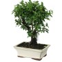 Tűztövis bonsai Pyracantha Sp