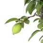 Pseudocydonia sinensis – Chinese Quince Bonsai in Neagari Style