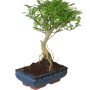 Zanthoxylum piperitum – Japanese Pepper Bonsai 20B