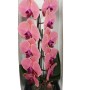 Phalaenopsis Formidablo ( lazac színű virág)