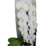 Phalaenopsis Formidablo (fehér szinű virág)