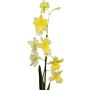 Burrageara Nelly Isler 'Yelow'