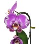 Phalaenopsis Singolo 'Victorio'