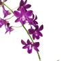 Dendrobium phalaenopsis