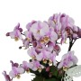 Phalaenopsis Orchidea beültetés 