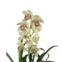 Cymbidium 1 virágszáras