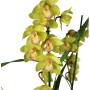 Cymbidium 2 virágszáras