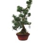 Kis méretű Pinus parviflora - Japán fehérfenyő bonsai előanyag 01.