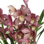 Cymbidium 3 virágszáras