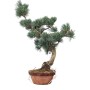  Kis méretű Pinus parviflora - Japán fehérfenyő bonsai előanyag 02.