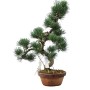  Kis méretű Pinus parviflora - Japán fehérfenyő bonsai előanyag 03.