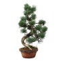 Kis méretű Pinus parviflora - Japán fehérfenyő bonsai előanyag 03.