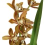 Cymbidium 3 virágszáras 01.