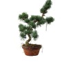 Kis méretű Pinus parviflora - Japán fehérfenyő bonsai előanyag 04.