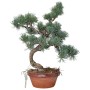 Kis méretű Pinus parviflora - Japán fehérfenyő bonsai előanyag 04.