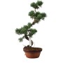Small Pinus parviflora – Japanese White Pine Pre-Bonsai 05