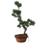 Small Pinus parviflora – Japanese White Pine Pre-Bonsai 05