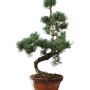 Small Pinus parviflora – Japanese White Pine Pre-Bonsai 05