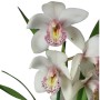 Cymbidium 3 virágszáras 02.