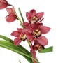 Cymbidium 2 virágszáras bordó virágú