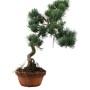 Kis méretű Pinus parviflora - Japán fehérfenyő bonsai előanyag 06.