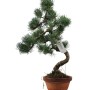 Kis méretű Pinus parviflora - Japán fehérfenyő bonsai előanyag 06.