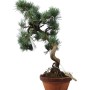 Kis méretű Pinus parviflora - Japán fehérfenyő bonsai előanyag 06.