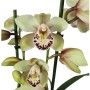 Cymbidium 2 virágszáras 03.