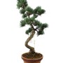 Kis méretű Pinus parviflora - Japán fehérfenyő bonsai előanyag 07.