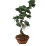 Kis méretű Pinus parviflora - Japán fehérfenyő bonsai előanyag 07.