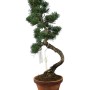Kis méretű Pinus parviflora - Japán fehérfenyő bonsai előanyag 07.