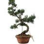 Kis méretű Pinus parviflora - Japán fehérfenyő bonsai előanyag 08.