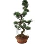 Kis méretű Pinus parviflora - Japán fehérfenyő bonsai előanyag 08.