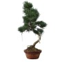 Kis méretű Pinus parviflora - Japán fehérfenyő bonsai előanyag 09.