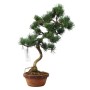 Kis méretű Pinus parviflora - Japán fehérfenyő bonsai előanyag 09.