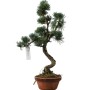  Kis méretű Pinus parviflora - Japán fehérfenyő bonsai előanyag 10.