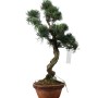  Kis méretű Pinus parviflora - Japán fehérfenyő bonsai előanyag 10.