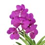 Vanda orchidea 1 virágszáras
