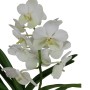 Vanda orchidea 1 virágszáras fehér