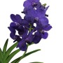 Vanda orchidea 1 virágszáras lila