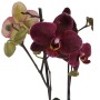 Phalaenopsis 2 virágszáras 01.