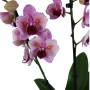 Phalaenopsis 2 virágszáras 02.