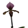 Paphiopedilum charlesworthii x Maudiae coloratum