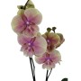 Phalaenopsis 2 virágszáras 03.
