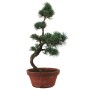 Medium-sized Pinus parviflora – Japanese White Pine Pre-Bonsai 01