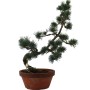 Közepes méretű Pinus parviflora - Japán fehérfenyő bonsai előanyag 02.